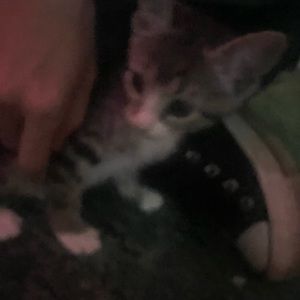 Meet your Posher, Kay